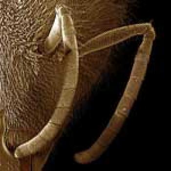 Upclose picture of light brown Antennae on top of bee head