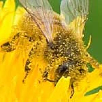 Golden honey bee with transparent gold wings has its Branched setae covered with yellow pollen from the yellow flower the bee is sitting in.