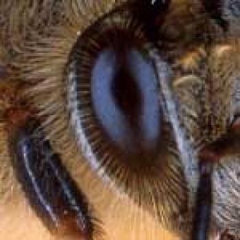 Upclose picture of eye surrounded by what looks like lashes on a human