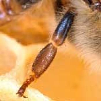 Upclose picture of a honey bee leg with 3 segments