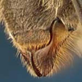 Upclose picture of mandibles