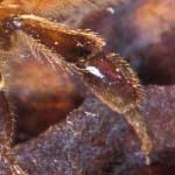 Upclose picture of pollen basket section of a bee's leg.