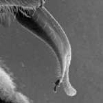 An upclose gray & white picture of a bee Proboscis or tongue.