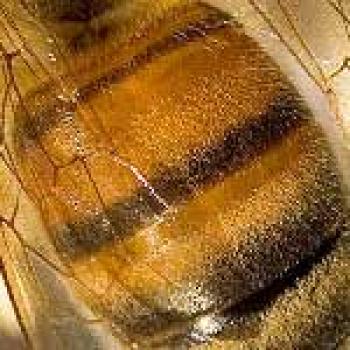 Upclose picture of the warning colors that are the wider light brown strips with narrow dark brown strips on the body of the bee
