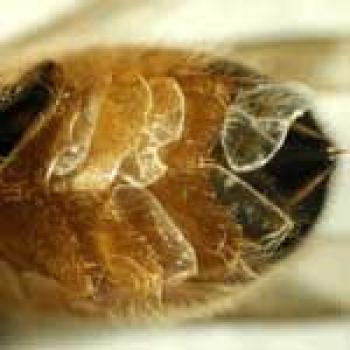 Upclose picture of honey bee wax glands located on the underside toward the stinger; they look like golden colored corn flake cereal that has been put in about 4 layers.