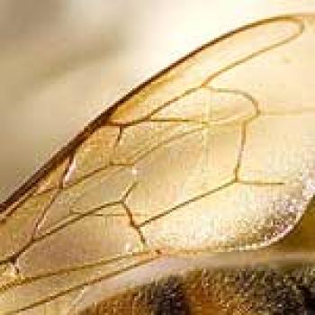 Upclose picture of a golden wing with darker strands of gold that look a lot like blood vessels running throughout the wing