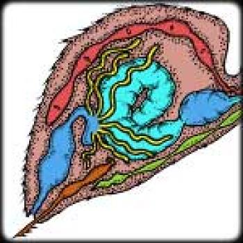 Diagram of the larger abdomen part of the body's internal sections in varying colors.