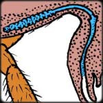 Diagram shows salivary gland as a blue tube in a lobster claw shape.