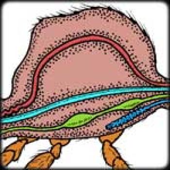 Diagram of the thorax or smaller body part of the bee showing the internal sections in varying colors.