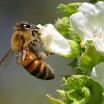 Apiculture - Beekeeping | Special Programs | Farm & Ranch | Arkansas Extension