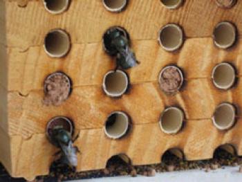 End of a block of wood that has holes drilled 4 across & 4 high that have had pvc pipe inserted in it; there are 2 black bees sitting at the opening of 2 holes that have been filled with bee food. 