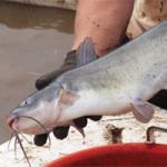 farm worker holding a catfish