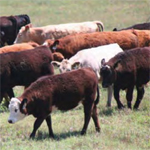 Young cattle grazing in a pasture