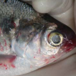 fish suffering from disease