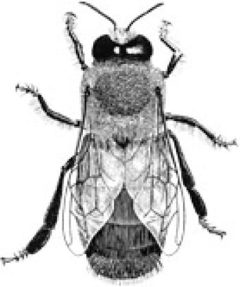 Black & White drawing of a Drone Bee