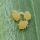 Photo of three small yellow aphids on a green plant leaf