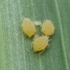 Research link-image of aphids Photo of three small yellow aphids on a green plant leaf