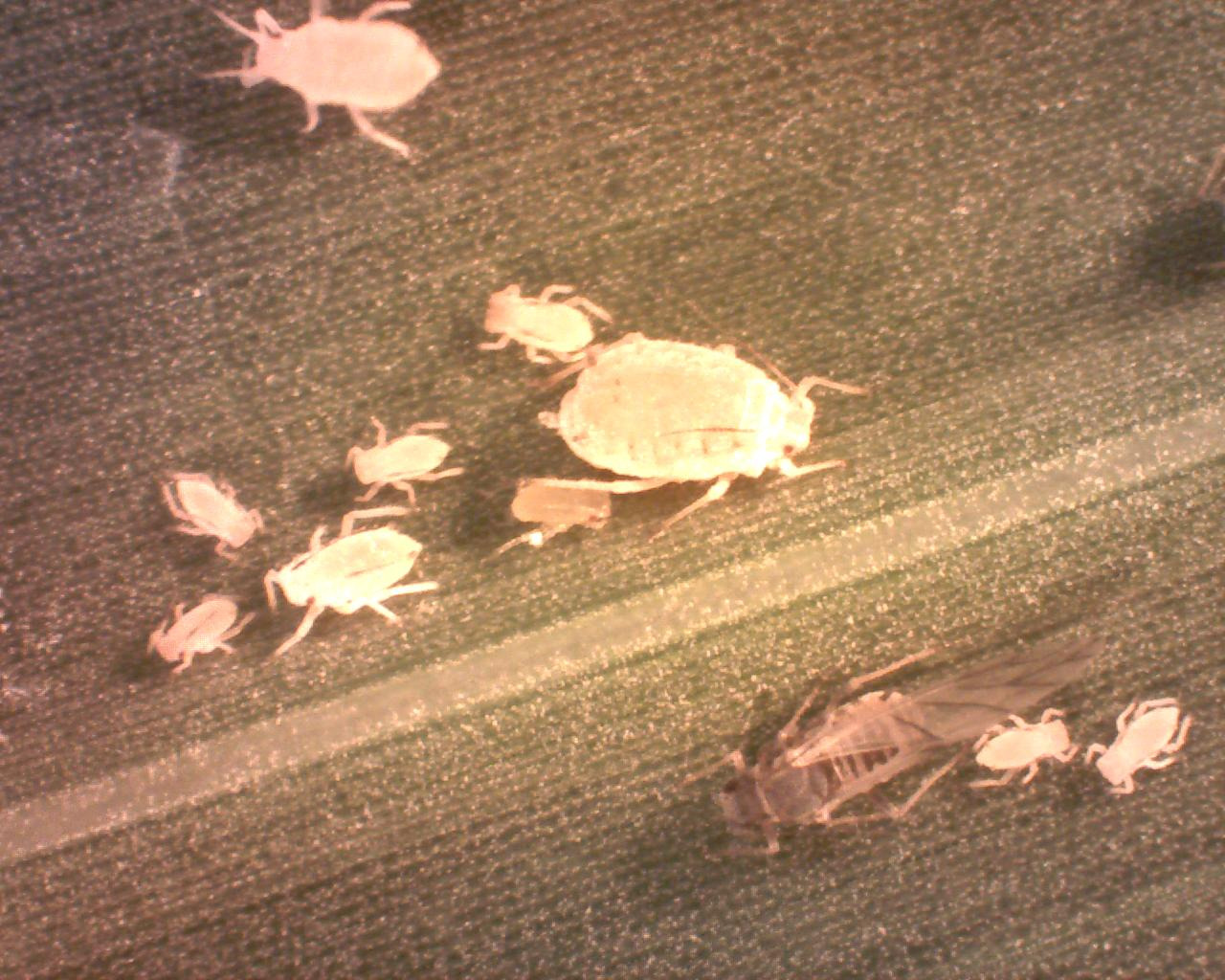 enlarged photo of a group of winged and wingless sugarcane aphids