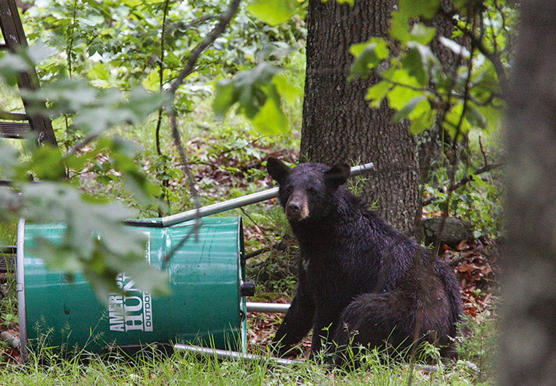 feeder-bear A blackbear in the woods