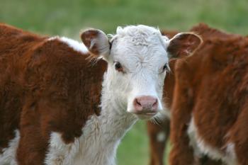brown calf with white head standing beside another brown calf in a green pasture