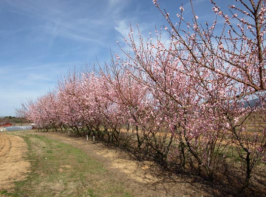 Peach Trees Near Clarksville in Early Spring Peach Trees Near Clarksville Early March 2012