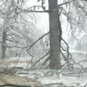 How to recover from tree damage after a storm 
