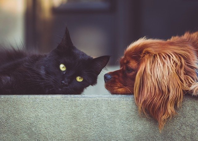cat and dog together on porch