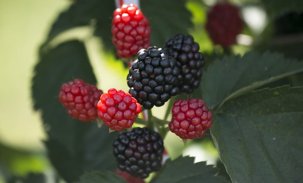 Upclose blackberries on vine with red unripened berries