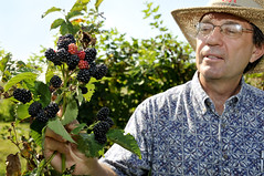 Dr. John Clark examines blackberries at The Fruit Research Station Dr. John Clark examines blackberries on the vine