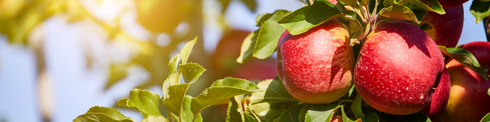 ripe red apples on limb before being picked