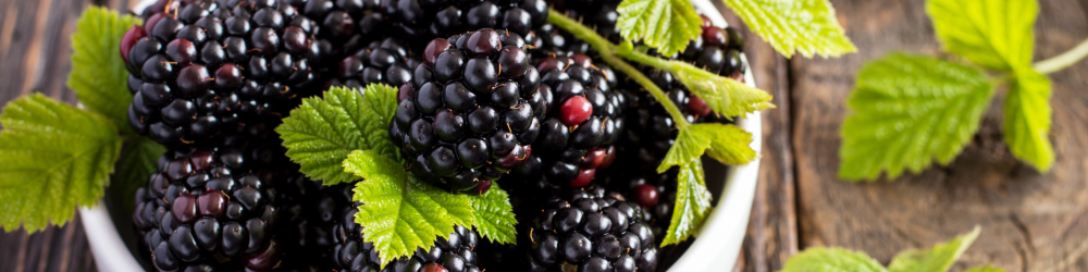 a bowl of fresh picked blackberries
