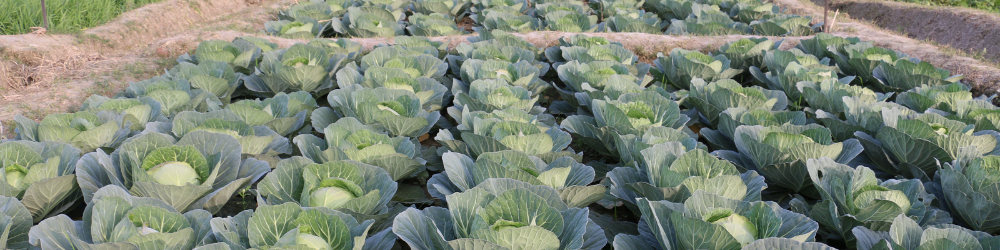 a field of cabbage plants
