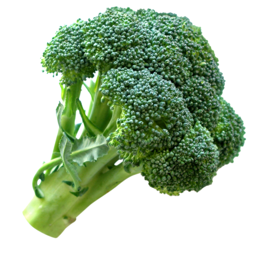 head of broccoli with stem