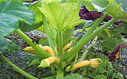 Yellow squash plant with multiple squashes growing