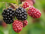 Blackberries preparation and storage