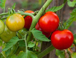 Tomatoes Buying, Storing, & Preparing