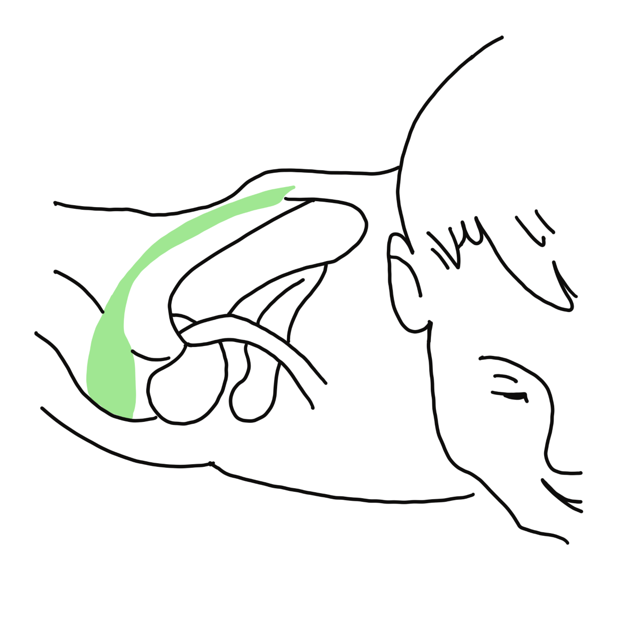 Infraspinatus muscle in shoulder joint