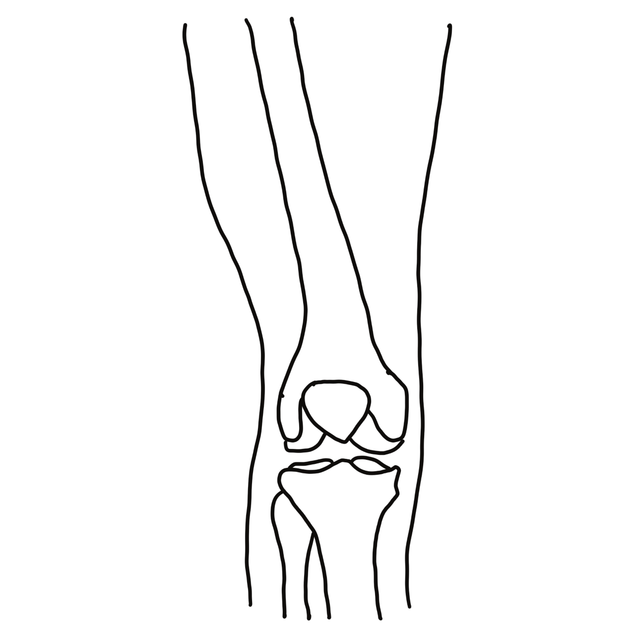 skeletal view of knee joint