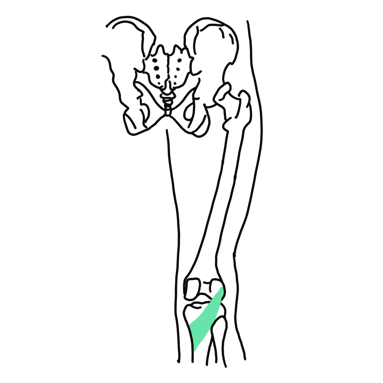 Popliteus muscle on the skeletal view of the knee joint