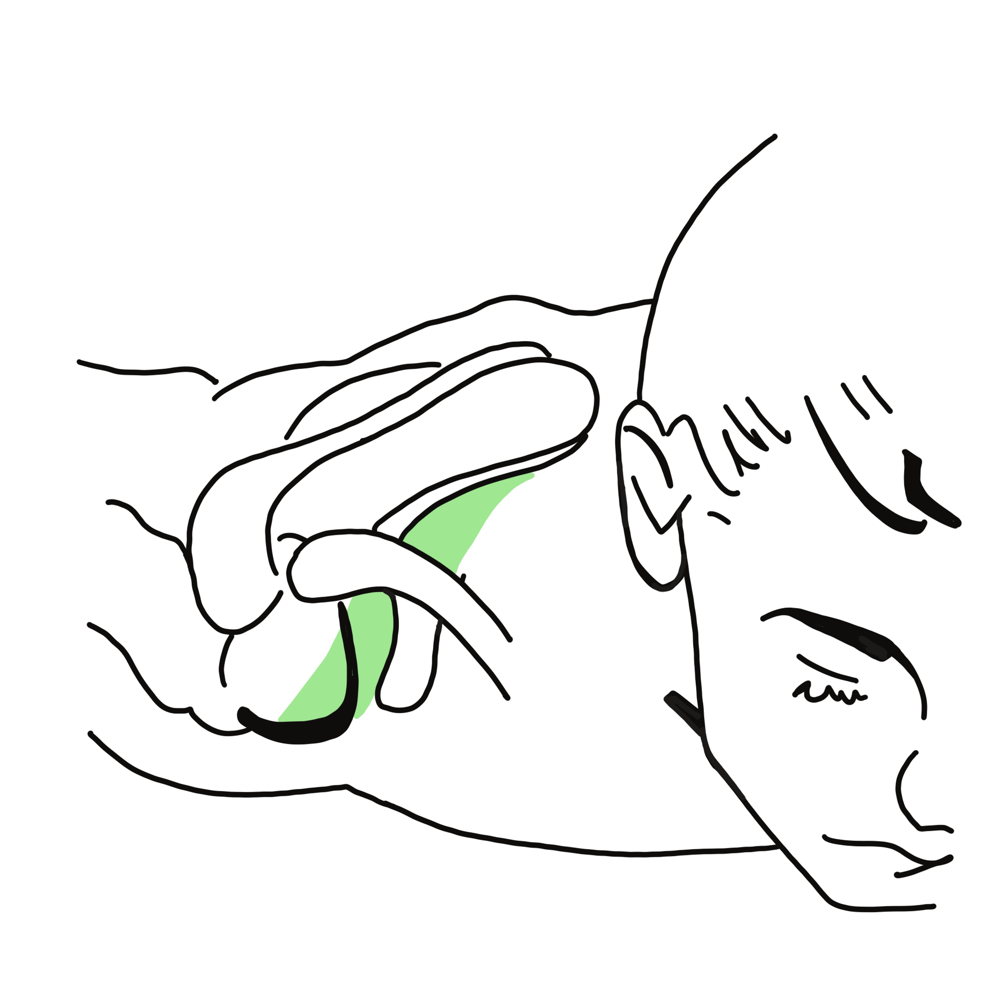 Subscapularis muscle in shoulder joint