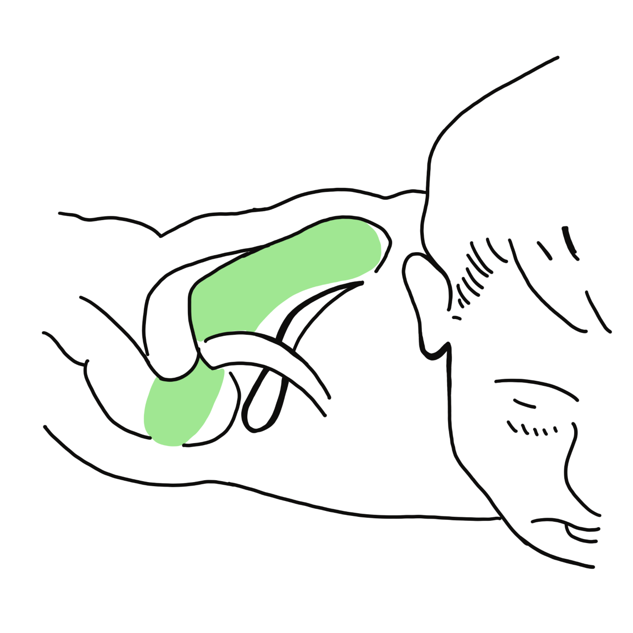 Supraspinatus muscle in shoulder joint