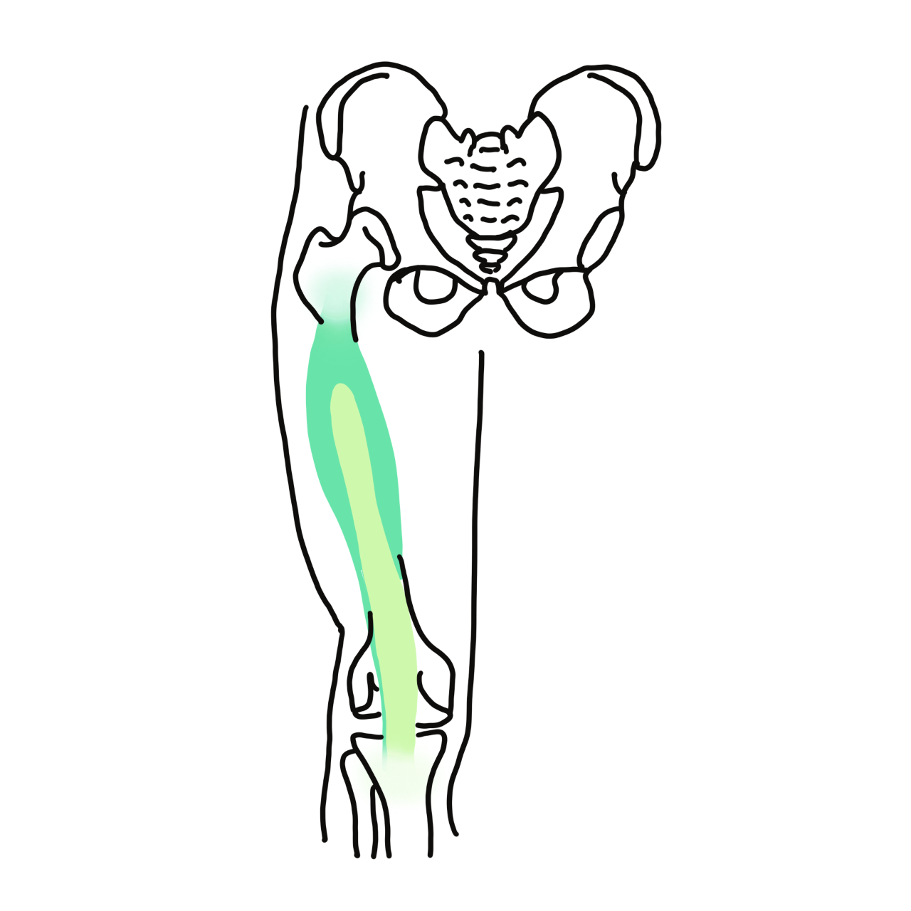 Vastus intermedius muscle in knee joint