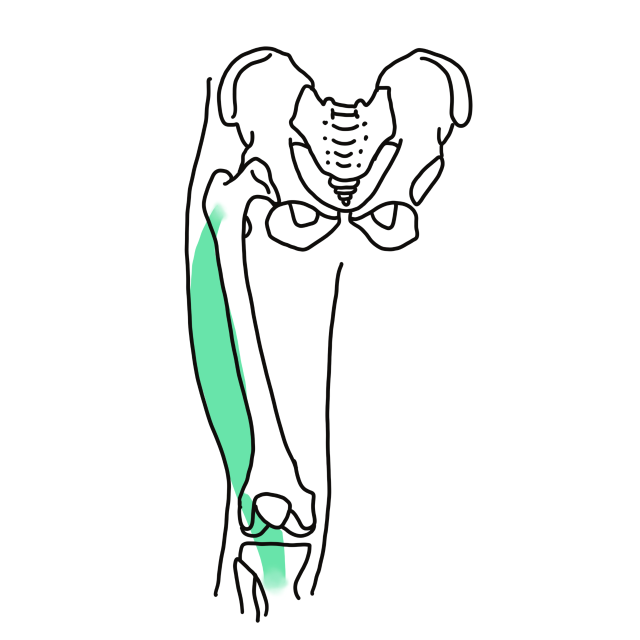 Vastus lateralis muscle in knee joint