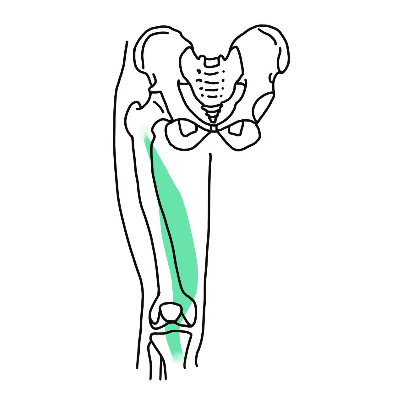 Vastus medialis muscle in knee joint