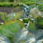 cabbage with damaged leaves from aphids