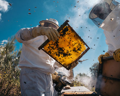 Beekeeping Basics Podcast