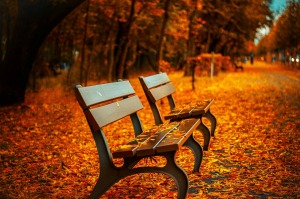 Park bence and colorful leaves