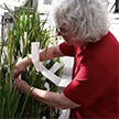 Karen M, rice breeder