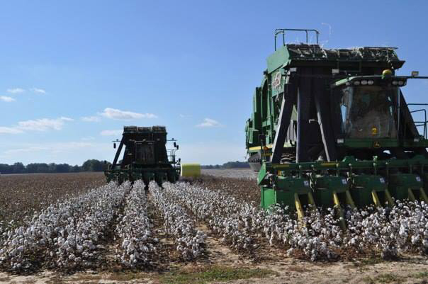 Cotton harvesting