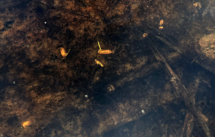 Rice grains germinating under water